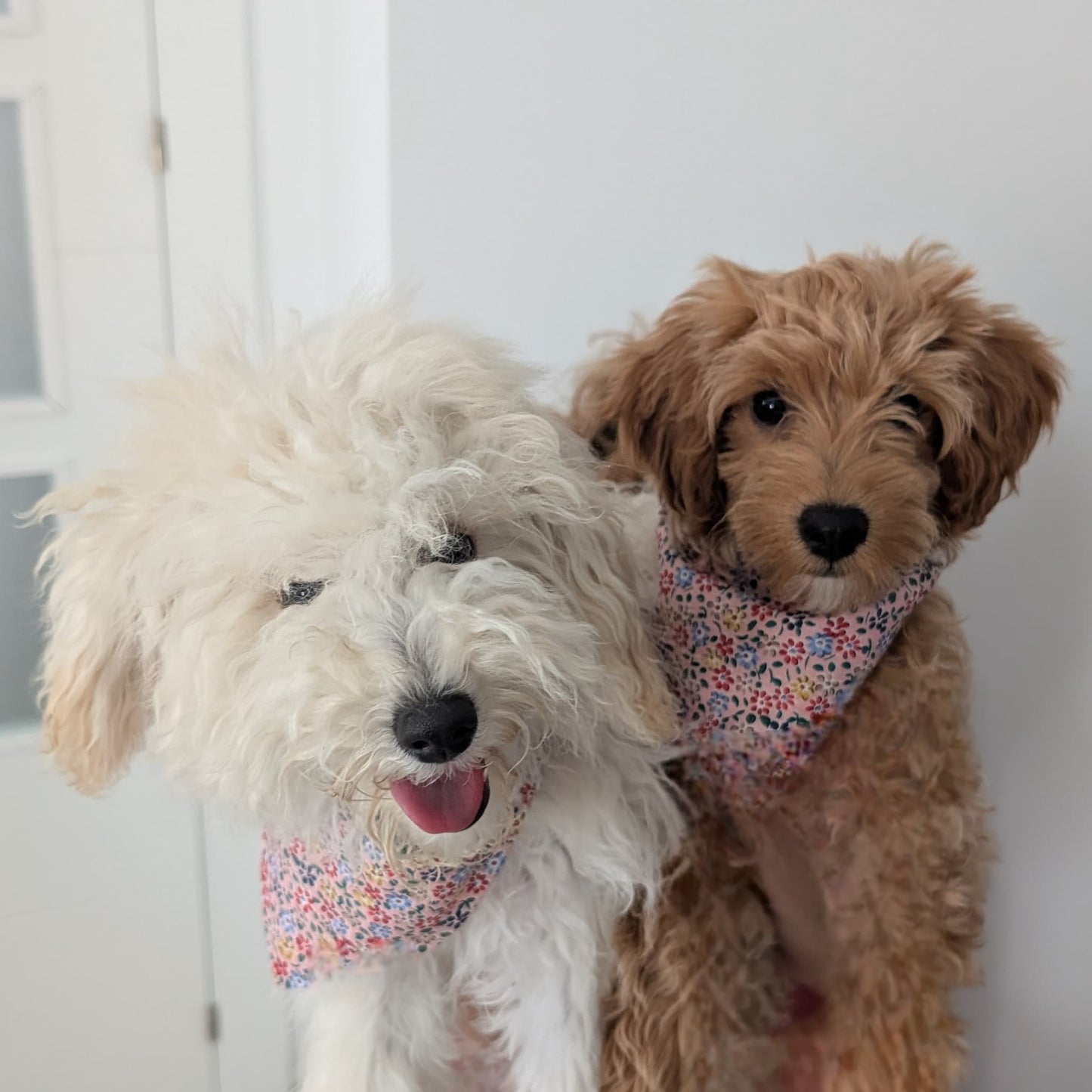 Bandana reversible mascota - Hecho a mano